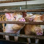 Farmház Bio Bauernhof Schweizerhof Bad Hofgastein