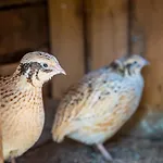 Agroturismo Bio Bauernhof Schweizerhof *