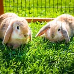 Bio Bauernhof Schweizerhof مزرعة للإقامة باد هوفغاستين