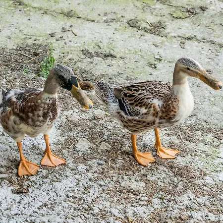 مزرعة للإقامة Bio Bauernhof Schweizerhof