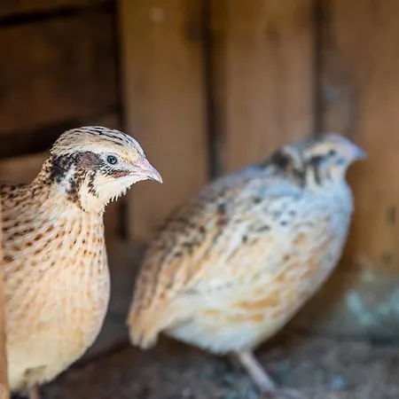Bauernhof Bio Bauernhof Schweizerhof *