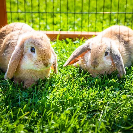 Bio Bauernhof Schweizerhof مزرعة للإقامة باد هوفغاستين