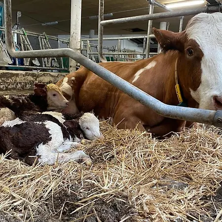 Bio Bauernhof Schweizerhof Bad Hofgastein