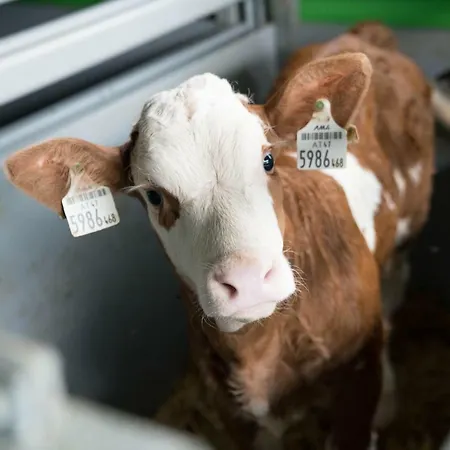 Bio Bauernhof Schweizerhof