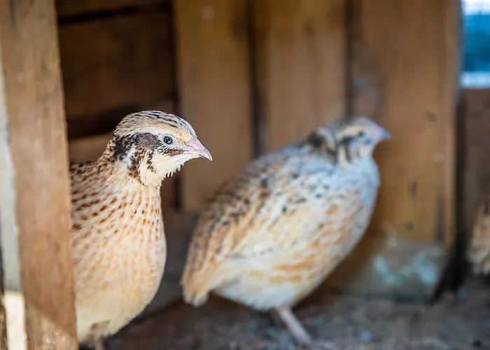 Фермерский дом Bio Bauernhof Schweizerhof *